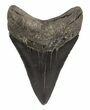 Serrated Megalodon Tooth - Georgia #54856-2